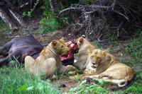 Pirschfahrt im Timbavati - Löwenschmaus