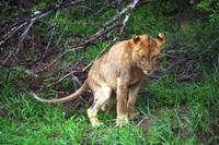 Pirschfahrt im Timbavati - Buschtoilette