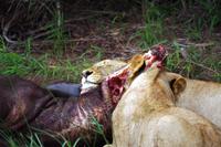 Pirschfahrt im Timbavati