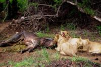 Pirschfahrt im Timbavati