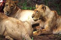 Pirschfahrt im Timbavati