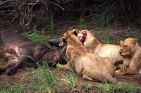 Pirschfahrt im Timbavati