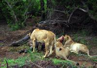 Pirschfahrt im Timbavati