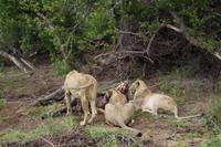 Pirschfahrt im Timbavati