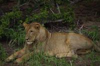 Pirschfahrt im Timbavati