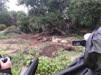 Pirschfahrt im Timbavati