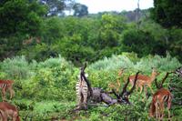 Pirschfahrt im Timbavati