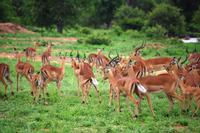 Pirschfahrt im Timbavati