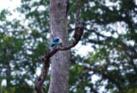 Pirschfahrt im Timbavati - Senegalliest