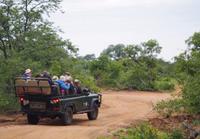 Pirschfahrt im Timbavati