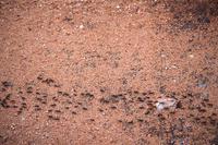 Pirschfahrt im Timbavati - Ameisenstraße