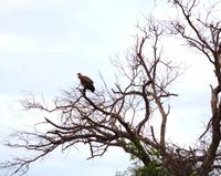 Pirschfahrt im Timbavati - Weissrückengeier