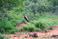 Pirschfahrt im Timbavati - Gackeltrappe