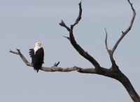 Pirschfahrt im Timbavati - Schreiseeadler