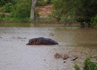 Pirschfahrt im Timbavati