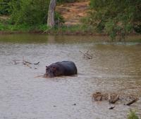 Pirschfahrt im Timbavati