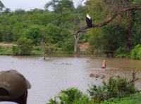 Pirschfahrt im Timbavati