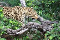 Pirschfahrt im Timbavati - Leopard
