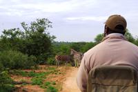 Pirschfahrt im Timbavati