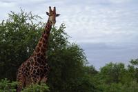 Timbavati - Abschiedskomitee