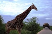 Pirschfahrt im Timbavati