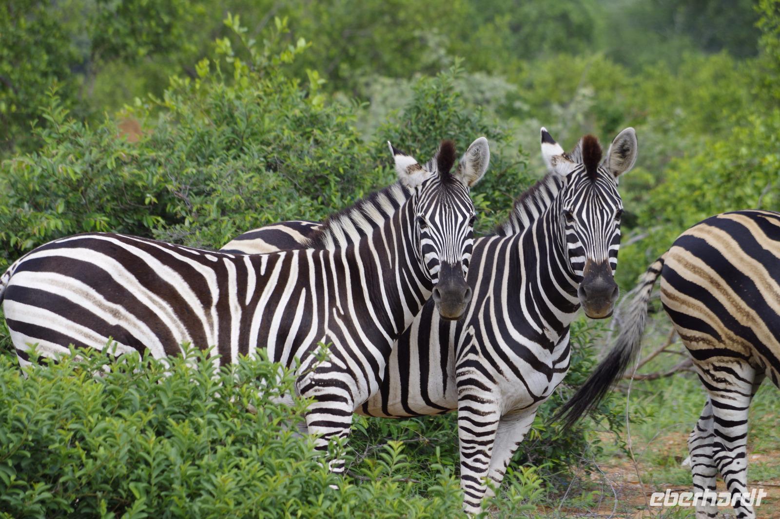Pirschfahrt im Timbavati - Abschiedskomitee