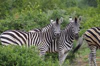 Pirschfahrt im Timbavati - Abschiedskomitee