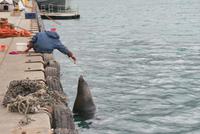 Fütterung der besonderen Art in Hout Bay