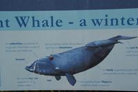 und wir haben viele davon gesehen...