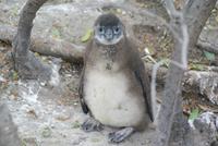 Boulders Beach mit Pinguinenkolonie