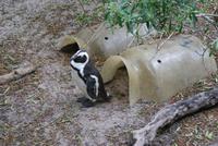 Boulders Beach mit Pinguinenkolonie