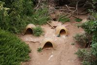 Boulders Beach mit Pinguinenkolonie