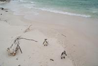 Jackass Pinguine am Boulders Beach