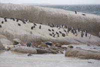 Jackass Pinguine am Boulders Beach