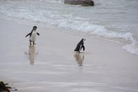 Jackass Pinguine am Boulders Beach
