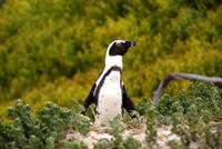 Jackass Pinguin am Boulders Beach