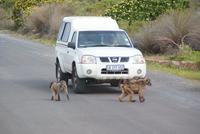 Paviane (Baboons/Boobejans) am Kap