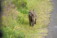 Paviane (Baboons/Boobejans) am Kap