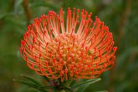 Protea
