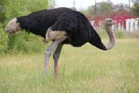 Der Haus-Strauß auf dem Eickhof