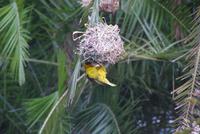 Webervogel beim Nestbau in Knysna