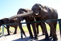 Törröööööö..wo bleibt mein Obst?