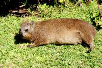 Niedliche Klippschliefer im Nationalpark