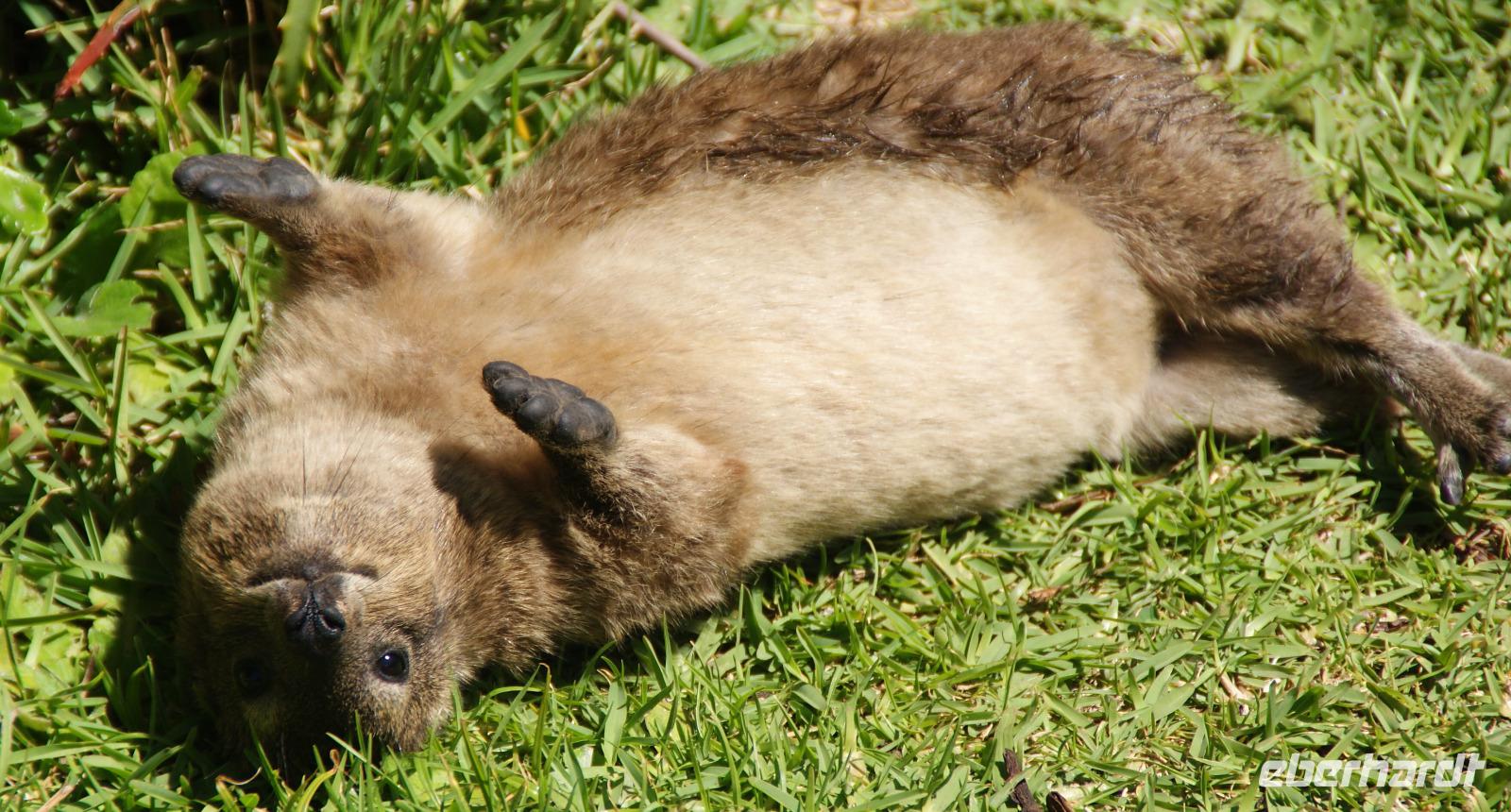 Niedliche Klippschliefer im Nationalpark