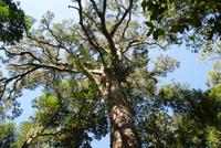 der Big Tree im Nationalpark, Blick in schwindelnde Höhe