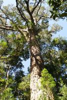 der Big Tree im Nationalpark, Blick in schwindelnde Höhe ca. 1000 Jahre alt