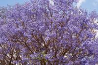 Ein Traum -Jacaranda Baum