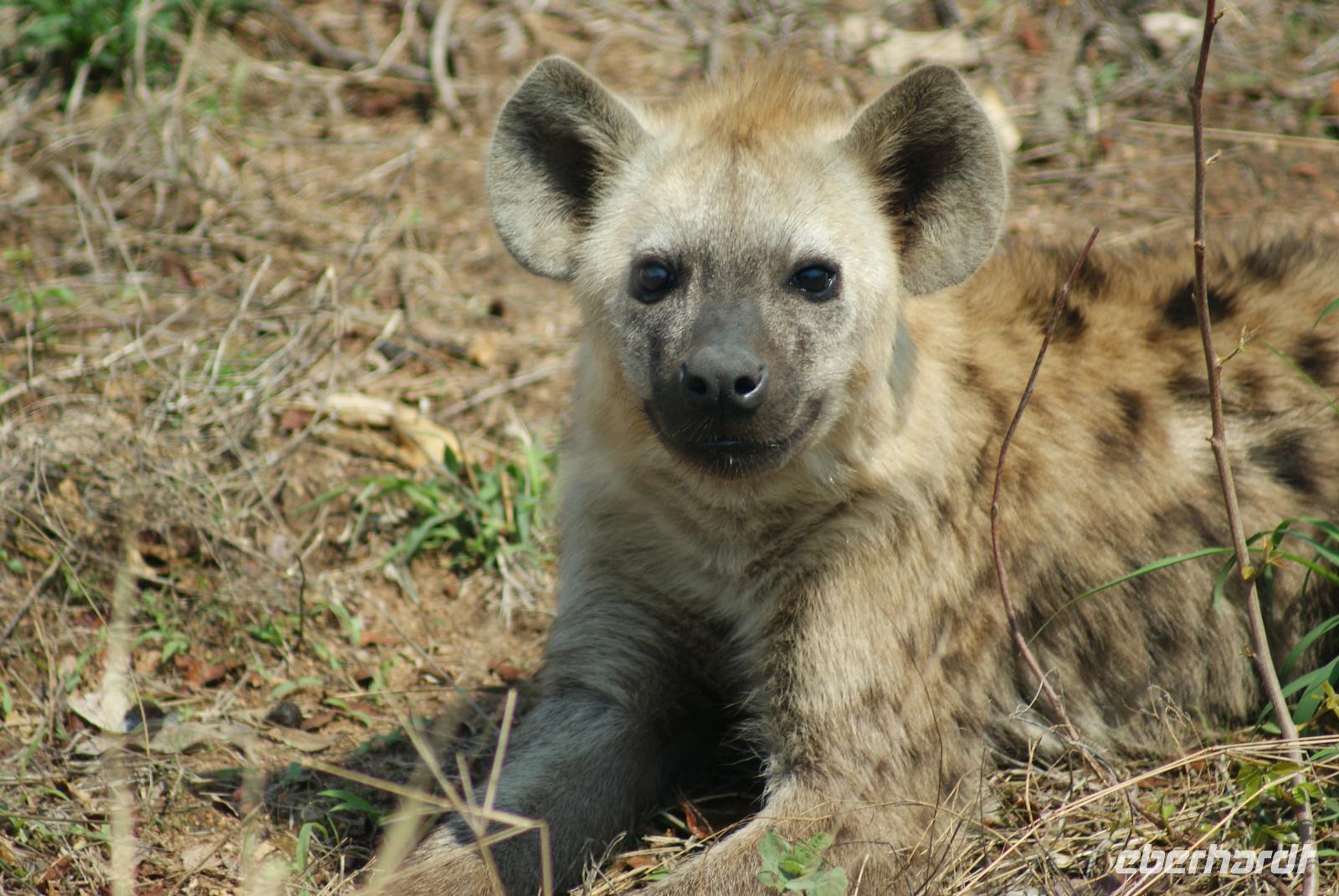 Hyäne im Krüger Park