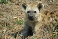 Hyäne im Krüger Park