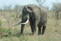 Elefant im Krüger Park